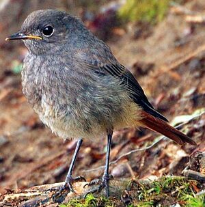 Black Redstart