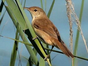 Eurasian Reed Warbler 
&copy; Vincent Lemoine