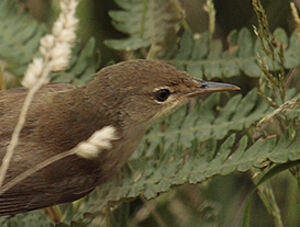 Eurasian Reed Warbler 
&copy; Vincent Lemoine