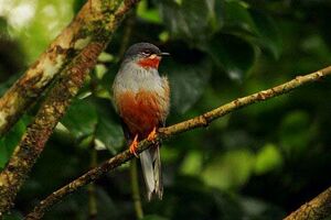 Rufous-throated Solitaire