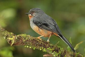 Rufous-throated Solitaire
