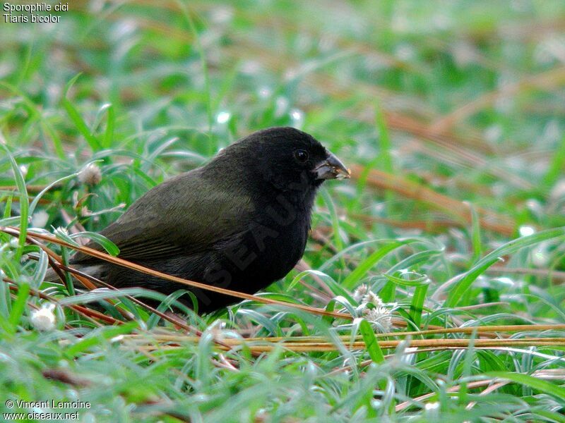 Black-faced Grassquit male adult