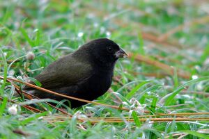 Black-faced Grassquit