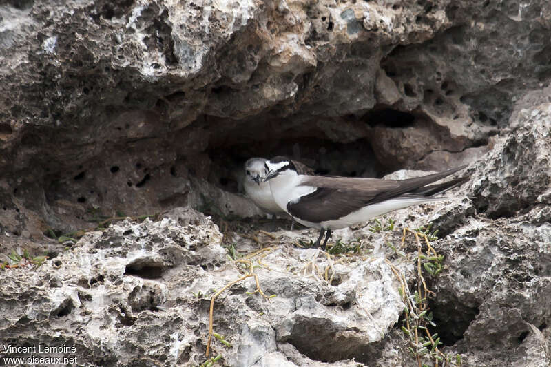 Bridled Tern, habitat, Reproduction-nesting
