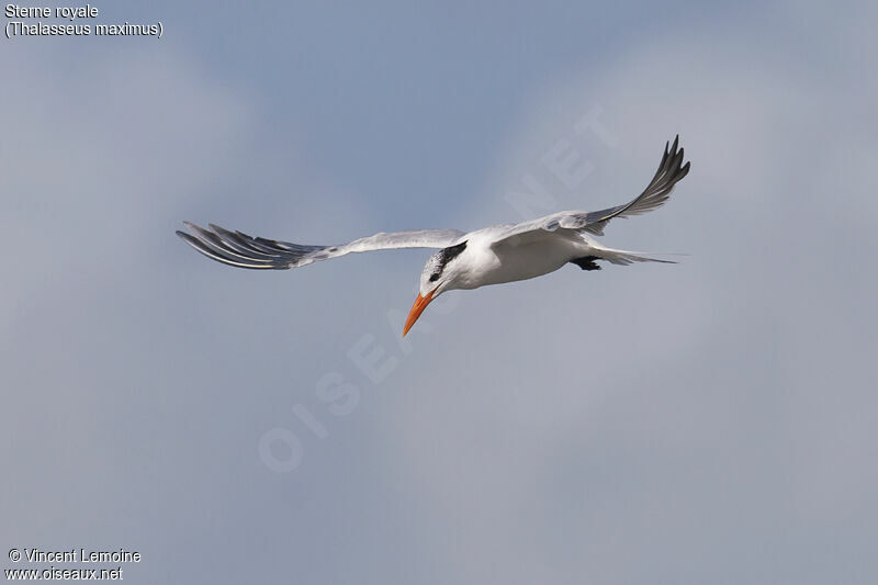 Royal Tern, Flight