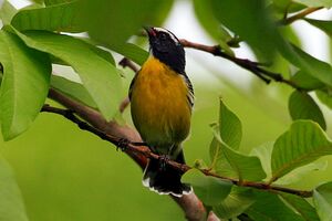 Sucrier � ventre jaune