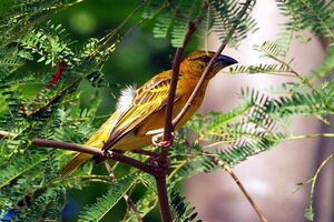 Village Weaver