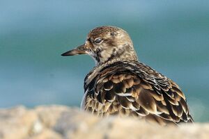 Ruddy Turnstone 
&copy; Vincent Lemoine