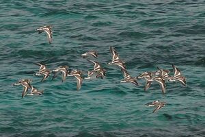 Ruddy Turnstone
