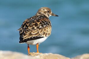 Ruddy Turnstone 
&copy; Vincent Lemoine