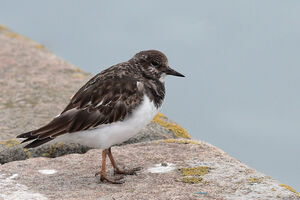 Ruddy Turnstone 
&copy; Vincent Lemoine