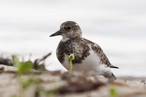 Ruddy Turnstone 
&copy; Vincent Lemoine