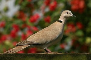 Eurasian Collared Dove 
&copy; Vincent Lemoine