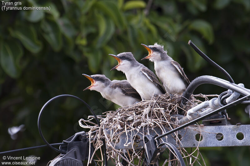 Grey KingbirdPoussin, Reproduction-nesting