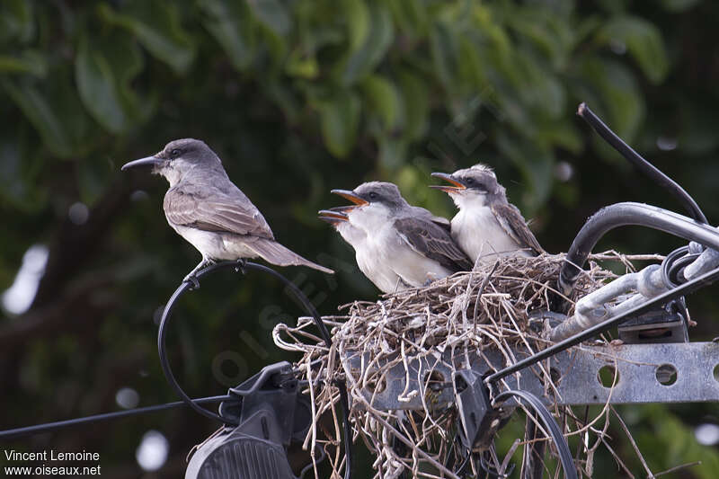 Grey Kingbird, Reproduction-nesting