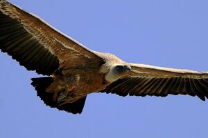 Griffon Vulture 
&copy; Vincent Lemoine