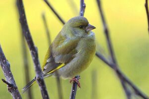 European Greenfinch