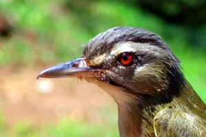 Black-whiskered Vireo