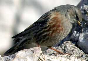 Alpine Accentor