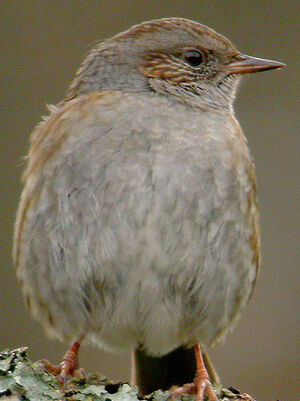 Dunnock