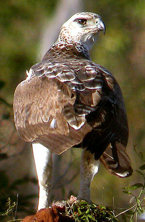 Martial Eagle