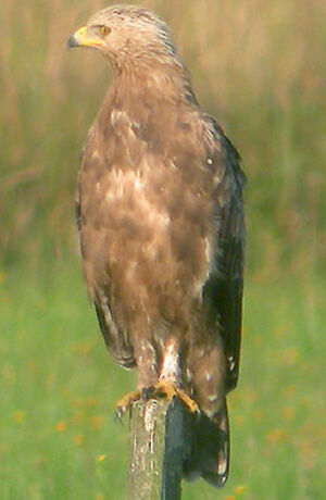 Lesser Spotted Eagle