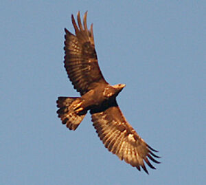 Aigle royal