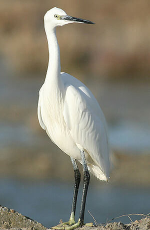 Little Egret