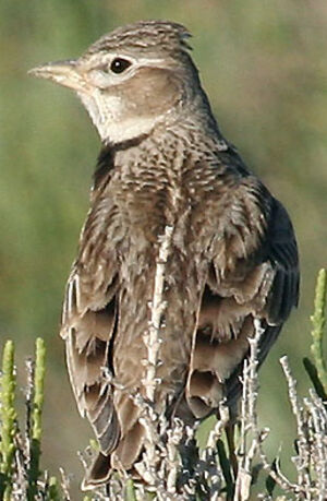 Calandra Lark