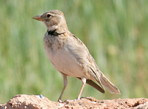 Calandra Lark