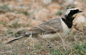 Horned Lark