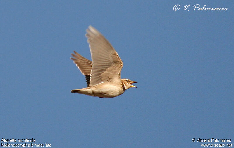 Bimaculated Lark male adult, song