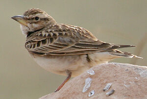 Bimaculated Lark