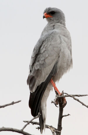 Pale Chanting Goshawk