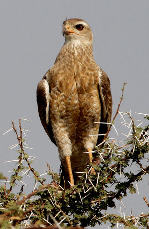 Pale Chanting Goshawk