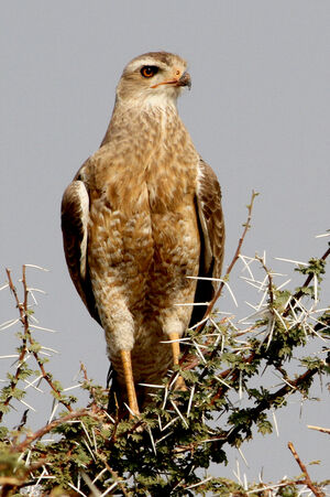 Pale Chanting Goshawk