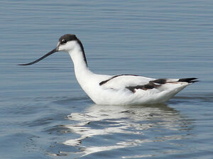 Avocette élégante