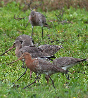 Black-tailed Godwit