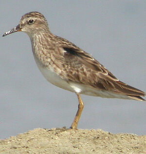 Long-toed Stint