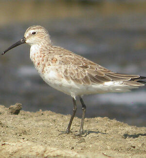 Curlew Sandpiper 
&copy; Vincent Palomares
