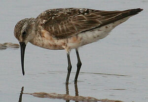 Curlew Sandpiper 
&copy; Vincent Palomares