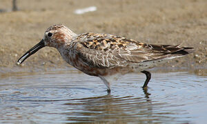 Curlew Sandpiper 
&copy; Vincent Palomares