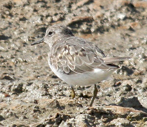 Temminck's Stint