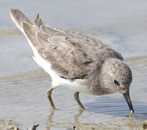 Temminck's Stint
