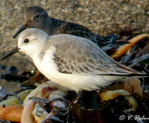 Bécasseau sanderling