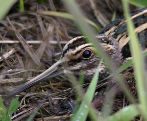 Jack Snipe