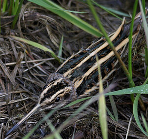 Jack Snipe