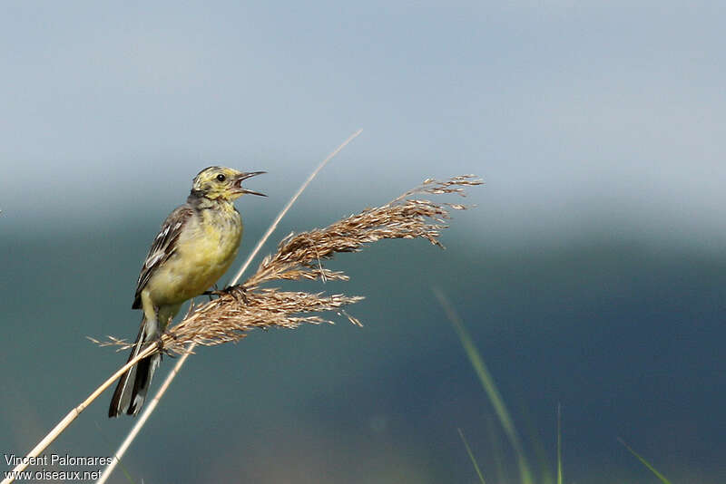 Citrine Wagtail male adult transition, moulting