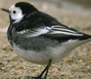 Pied Wagtail