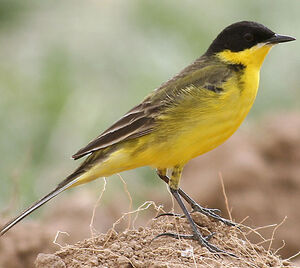 Black-headed Wagtail
